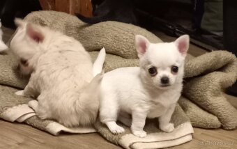 Čivava pidi štěňátka - 7