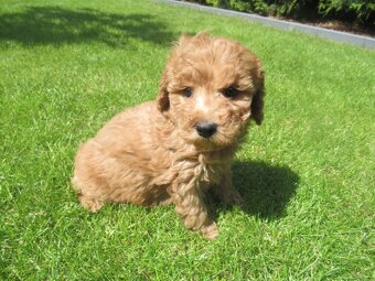 Maltipoo štěňátka - 7