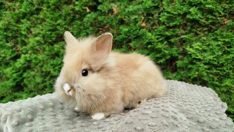Zakrslý králík, králíček -(lvíček)-TESSIE - 7
