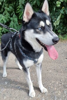 BLUE K ADOPCI - přátelský akční mazel - 7