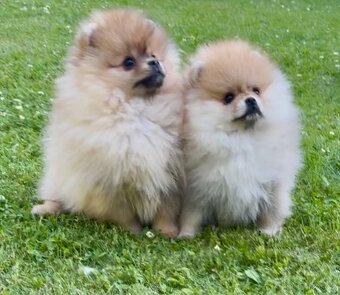 Pomeranian s pp - 7