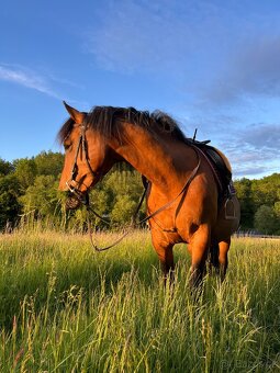 kobyla ČT/hucul - 7