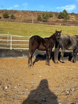 Blue Roan Žrebček - 7