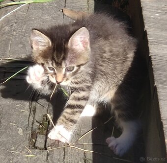 Mainská mývalí koťata - 7