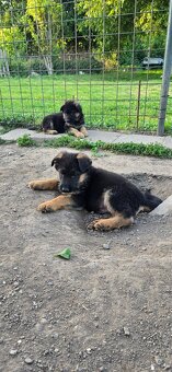 Německý ovčák štěňata s PP - 7