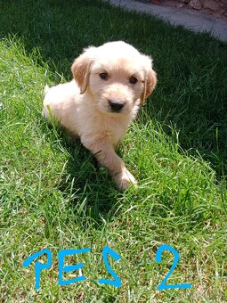 Zlatý retrívr/retriever - 7