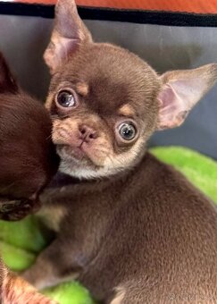 Čivava štěňátka krátkosrstá - 7