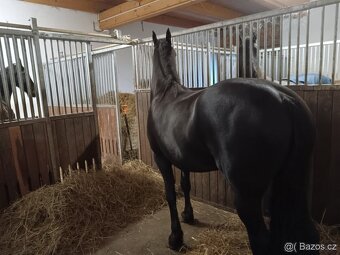 LUXUSNÍ TOP FRÍSKÁ KLISNA FRÍSKÝ KŮŇ - 7