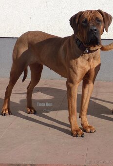 Tosa inu - štěňátka s PP - 7