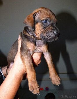 Tosa inu - nádherná štěňátka s PP - 7