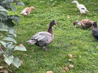 PRODÁM MLADÉ PIŽMOVKY VELKÉ KRÁSNÝCH BAREV - 7