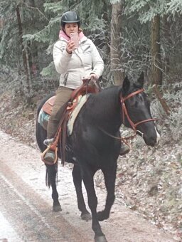 APha 7 leta černá klisna - 7