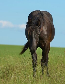 Nabízím valacha paint horse APH, - 7