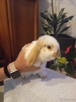 Zakrslý králíček 🐰 - 7