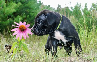 CANE CORSO - 7