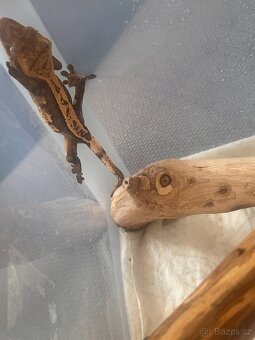 Prodám Pagekony řasnatý (Correlophus ciliatus) - 7