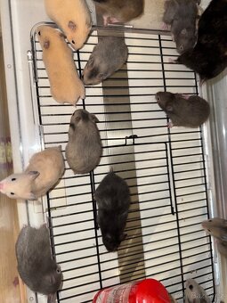 Křeček Syrský - 7