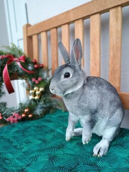 Zakrslý činčilový rex s PP - 7