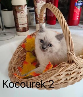 Ragdoll koťátka bez PP - 7