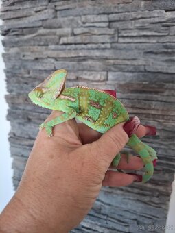 chameleon jemenský - 7