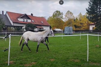 Mimořádná Appaloosa klisna 90%FPD - 7