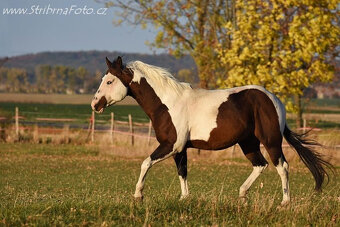 Krásný American Paint Horse hřebecek - 7