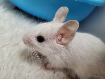 Osmák degu s PP – mláďátka - 7