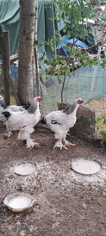 Prodám kohouty Brahmanky velké - 7