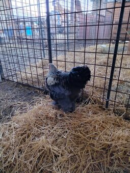 Prodám brahamku velkou - 7