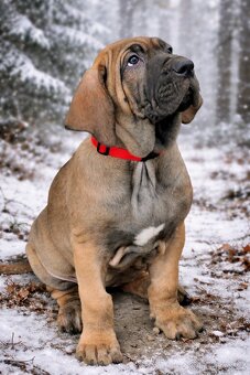 Brazilská fila s PP - 7