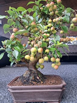 Bonsaj,bonsai Jabloň - 7