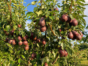 Stavebni pozemek Havraniky - 7