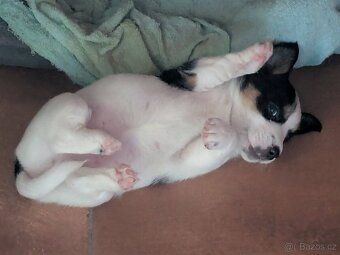 Štěňata Jack Russell terier s PP - 7