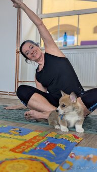 WELSH CORGI PEMBROKE S PP - pejsci - 7