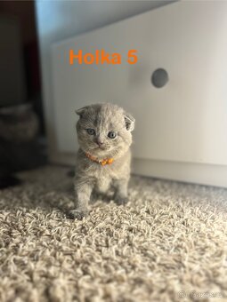 Britská koťata. - 7