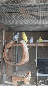 Prodám Alexandry malé - 7