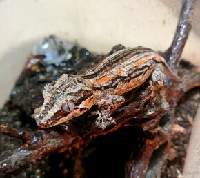Rhacodactylus Auriculatus - Pagekon hrbolkohlavy - 7