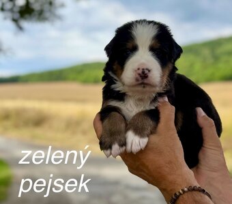 Bernský salašnický pes - štěňátka s PP - 7