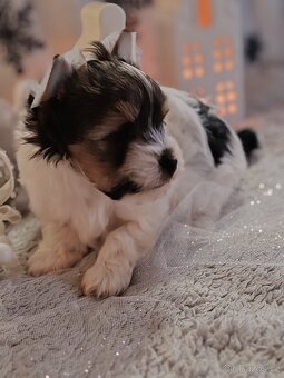 Jorkšírský teriér s PP biewer - 7