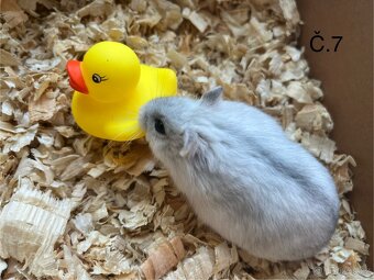 Křeček džungarský (mláďata) - 7