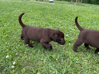 Labradorský retriever čokoláda - štěňátka s Průkazem Původu - 7