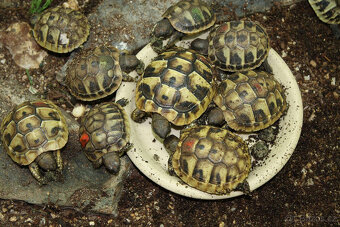 suchozemská Želva zelenavá (Testudo hermanni) - mláďata - 7