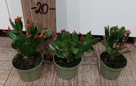 Velikonoční kaktus - 7