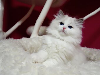 Kotě ragdoll s PP - 7