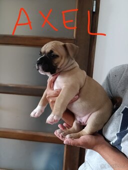 American Bully - (mini)Pocket s PP (AKBC), - 7