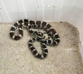 Užovka červená (Pantherophis guttatus), - 7