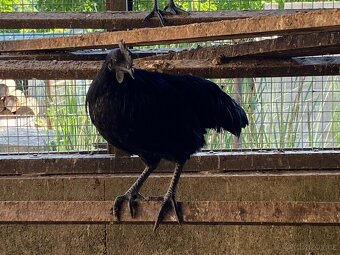 Ayam cemani - 7