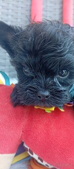 Jorkšírský teriér,Biewer,Merle,Black - 7