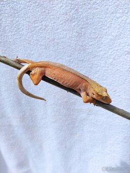 pagekon řasnatý, terárium - 7