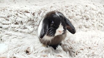 Zakrslý beránek, králíček, králík - LADY - 7